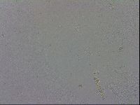 Macrobiotus recens image