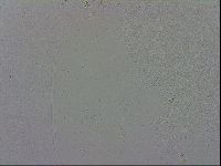 Macrobiotus recens image