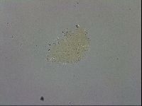 Macrobiotus recens image