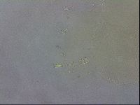 Macrobiotus recens image