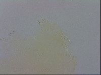 Macrobiotus recens image