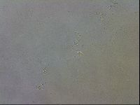 Macrobiotus recens image