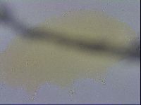 Macrobiotus recens image