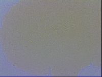 Macrobiotus recens image