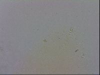 Macrobiotus recens image