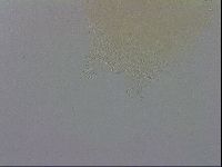Macrobiotus recens image