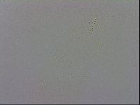 Macrobiotus recens image