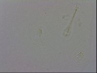 Macrobiotus recens image
