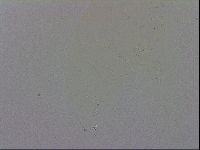Macrobiotus recens image