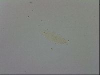 Macrobiotus recens image