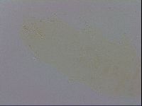 Macrobiotus recens image