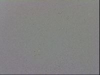 Macrobiotus recens image