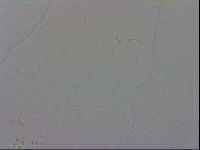 Macrobiotus recens image