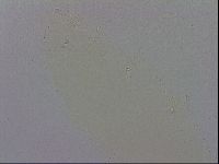 Macrobiotus recens image
