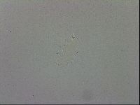 Macrobiotus recens image