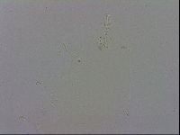 Macrobiotus recens image