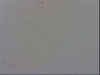 Macrobiotus recens image