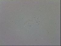 Macrobiotus recens image