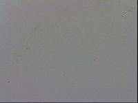 Macrobiotus recens image