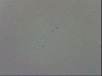 Macrobiotus recens image