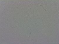 Macrobiotus recens image