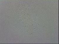 Macrobiotus recens image