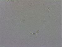 Macrobiotus recens image
