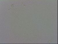 Macrobiotus recens image