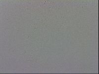 Macrobiotus recens image