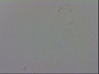 Macrobiotus recens image