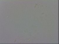 Macrobiotus recens image