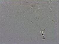 Macrobiotus recens image