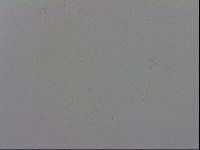 Macrobiotus recens image