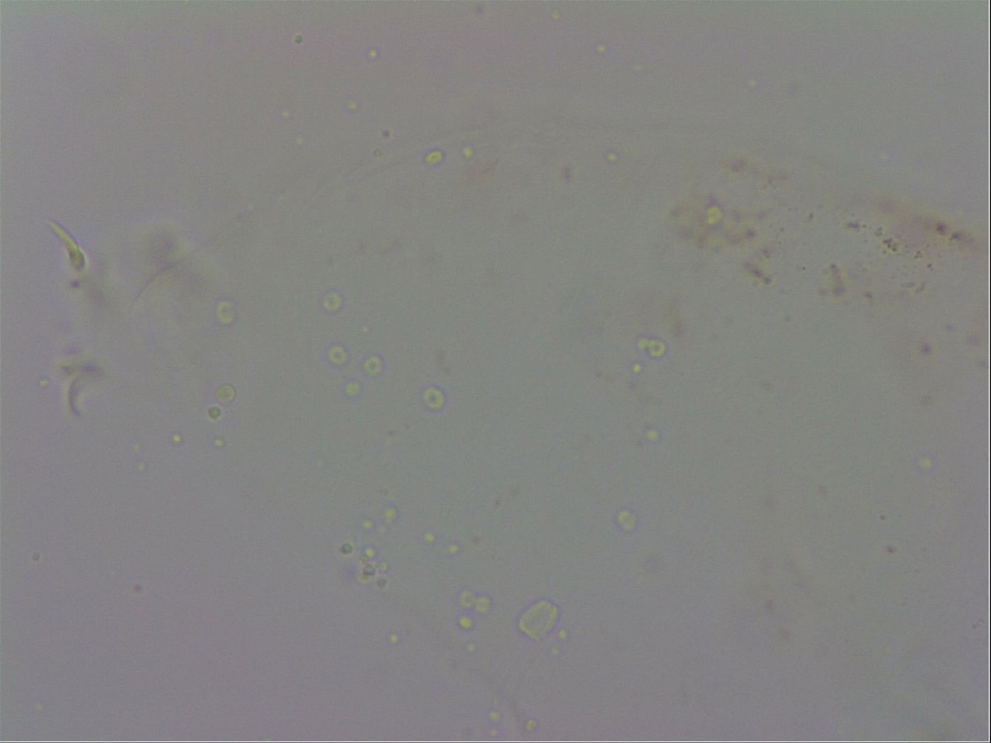 Macrobiotus recens image