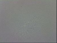 Macrobiotus recens image