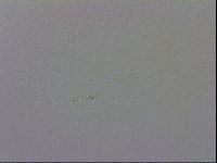Macrobiotus recens image