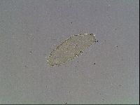 Macrobiotus recens image