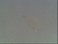 Macrobiotus recens image