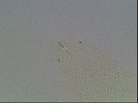 Macrobiotus recens image