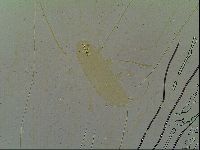 Macrobiotus islandicus image
