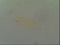 Macrobiotus islandicus image