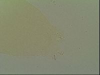 Macrobiotus islandicus image