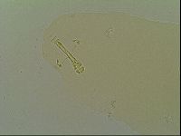 Macrobiotus islandicus image