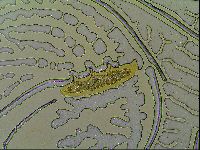 Macrobiotus islandicus image