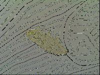 Macrobiotus islandicus image