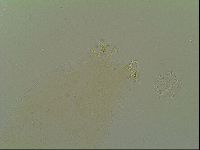 Macrobiotus islandicus image