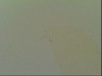 Macrobiotus islandicus image