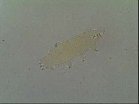 Macrobiotus islandicus image