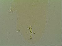 Macrobiotus islandicus image