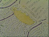 Macrobiotus islandicus image